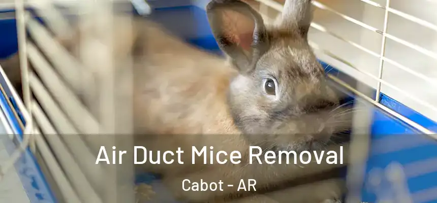  Air Duct Mice Removal Cabot - AR